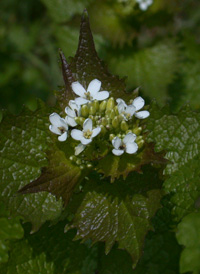 Garlic Mustard