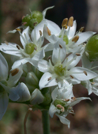 Garlic Chives