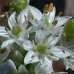 Garlic Chives Garlic Chives