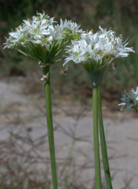 Garlic Chives