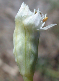 Garlic Chives