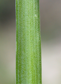 Garlic Chives