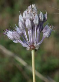 Wild Onion