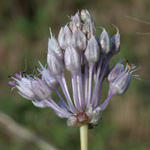 Wild Onion