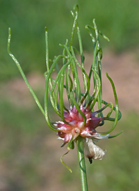 Wild Onion