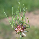 Wild Onion