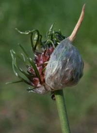 Wild Onion