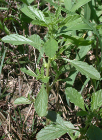 White Pigweed