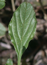 White Pigweed