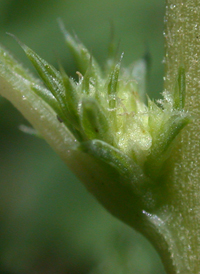 White Pigweed