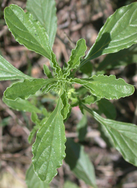 White Pigweed