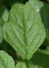 Purple Amaranth