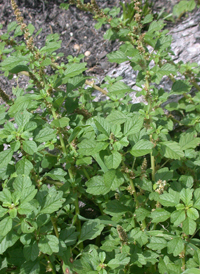 Purple Amaranth