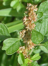 Purple Amaranth