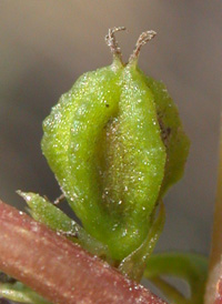 Saltmarsh Amaranth