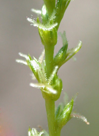 Saltmarsh Amaranth