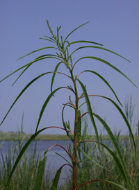 Saltmarsh Amaranth