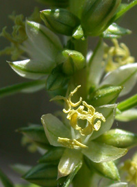 Saltmarsh Amaranth