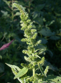 Green Amaranth