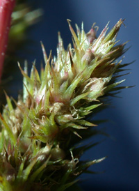 Green Amaranth