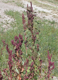 Green Amaranth