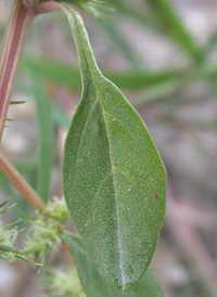 Palmer's Amaranth