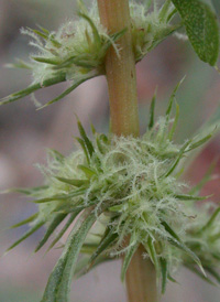 Palmer's Amaranth