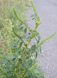 Palmer's Amaranth