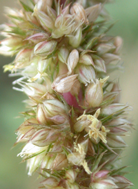 Palmer's Amaranth