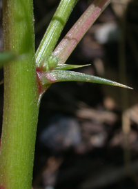 Spiny Amaranth