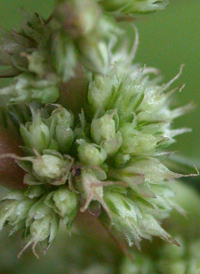 Spiny Amaranth