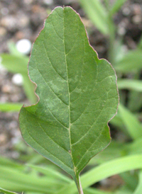 Spiny Amaranth