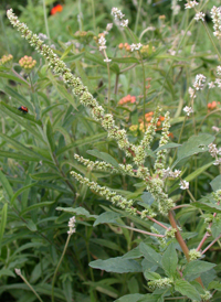 Spiny Amaranth