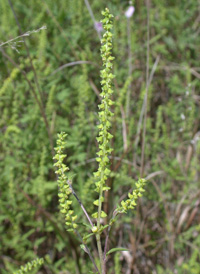 Common Ragweed