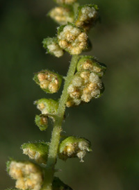 Common Ragweed