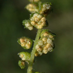 Common Ragweed