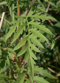 Common Ragweed