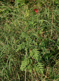 Common Ragweed