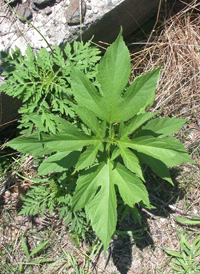 Great Ragweed