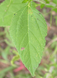 Great Ragweed