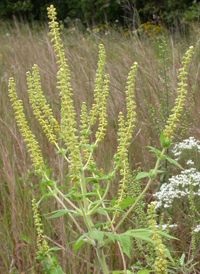 Great Ragweed