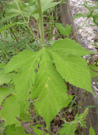 Great Ragweed