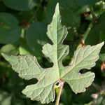 Porcelainberry Porcelainberry