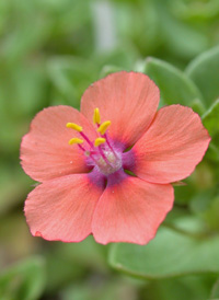 Scarlet Pimpernel