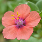 Scarlet Pimpernel Scarlet Pimpernel