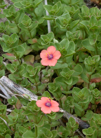 Scarlet Pimpernel