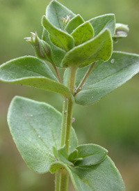 Scarlet Pimpernel