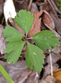 American Wood Anemone