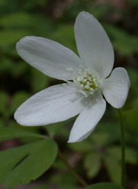 American Wood Anemone