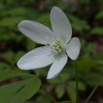 American Wood Anemone